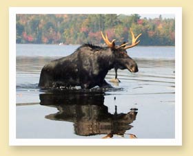 Moose Reflection At Errol Motel