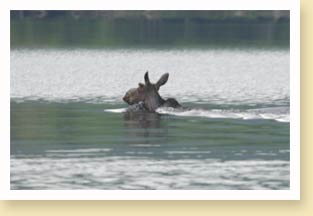 Moose Swimming