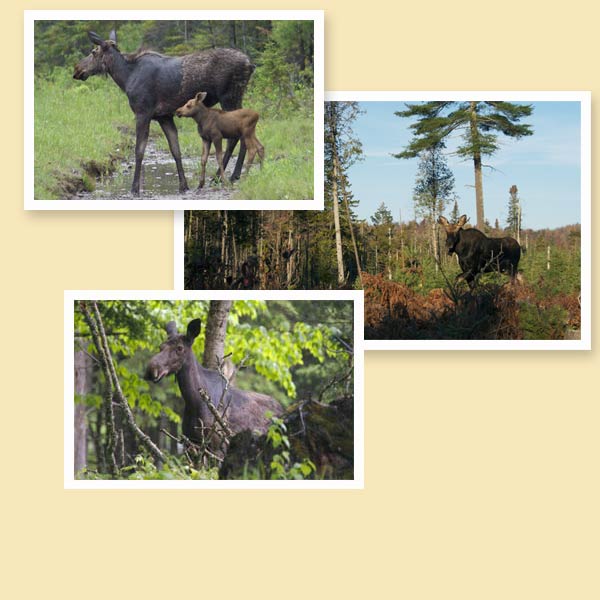 Moose At Errol Motel